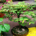 Tamarind Tree Seeds - 5 Pack - Tropical Fruit Plant - Tamarindus indica - Bonsai Variety
