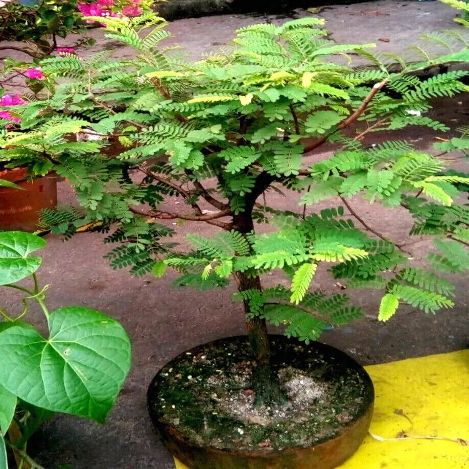 Tamarind Tree Seeds - 5 Pack - Tropical Fruit Plant - Tamarindus indica - Bonsai Variety