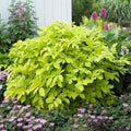 Sun King Japanese Spikenard Plants - Rhizome Variety, Aromatic Herb, Unique Foliage, Polygala tenufolia