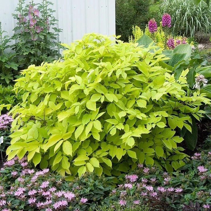 Sun King Japanese Spikenard Plants - Rhizome Variety, Aromatic Herb, Unique Foliage, Polygala tenufolia