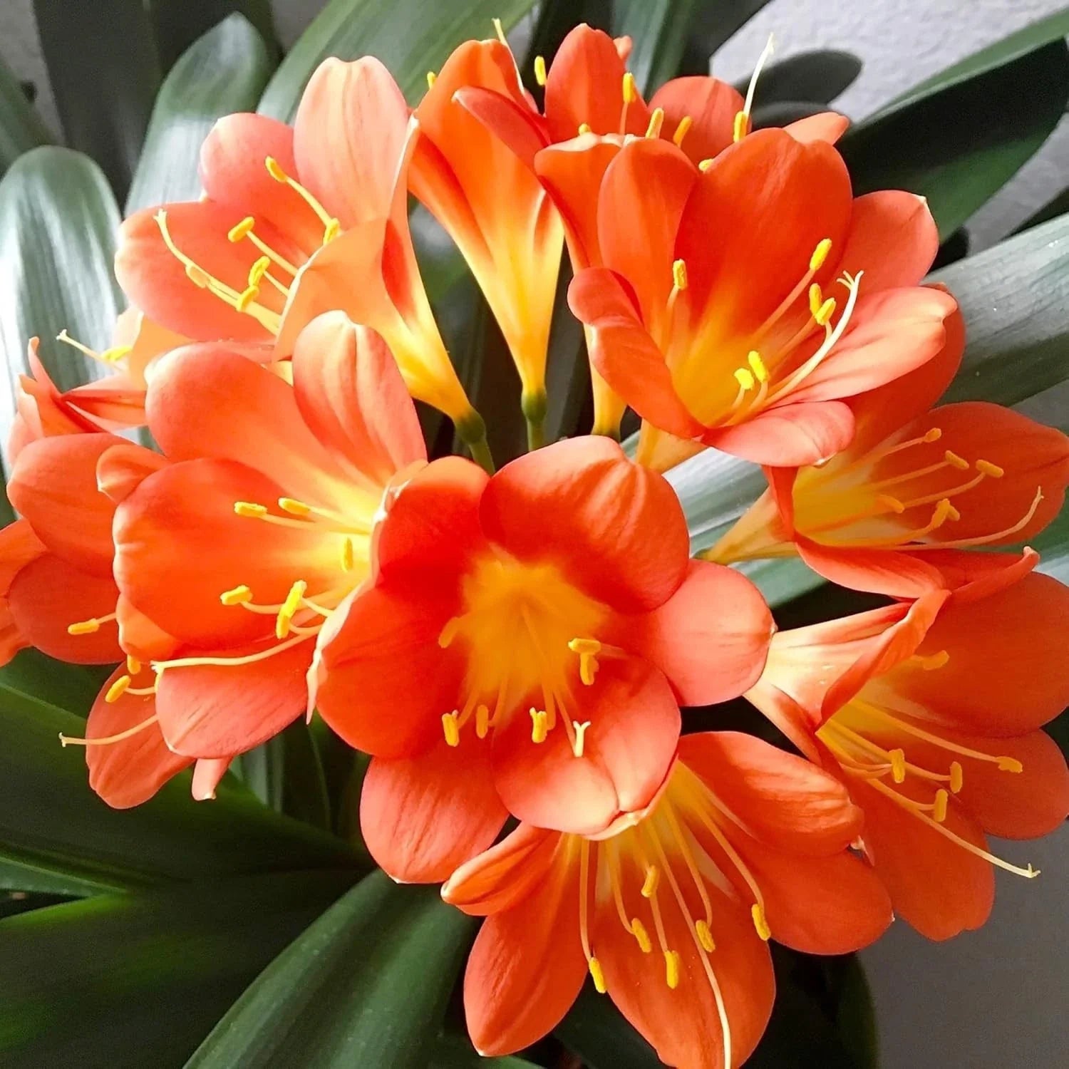 Live Clivia Miniata Plant - Large Orange Flowering Bush Lily - 1-4 Years Old, Well-Rooted, Indoor/Outdoor Garden Plant