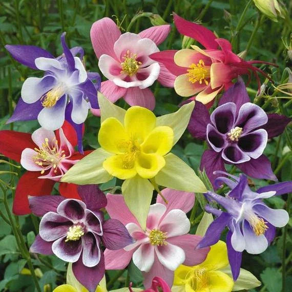 McKana Giant Mix Columbine Seeds | 100-2,000 Non-GMO Seeds | Aquilegia caerulea | Free Shipping