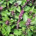 Persian Basil Seeds - Reyhan Variety for Herb Garden - Middle Eastern Culinary Plant - Perfect for 2025 Planting