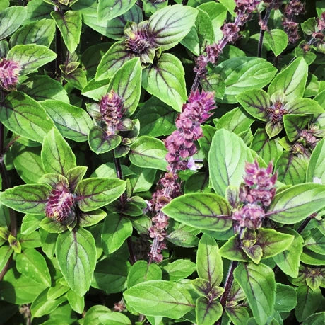 Persian Basil Seeds - Reyhan Variety for Herb Garden - Middle Eastern Culinary Plant - Perfect for 2025 Planting