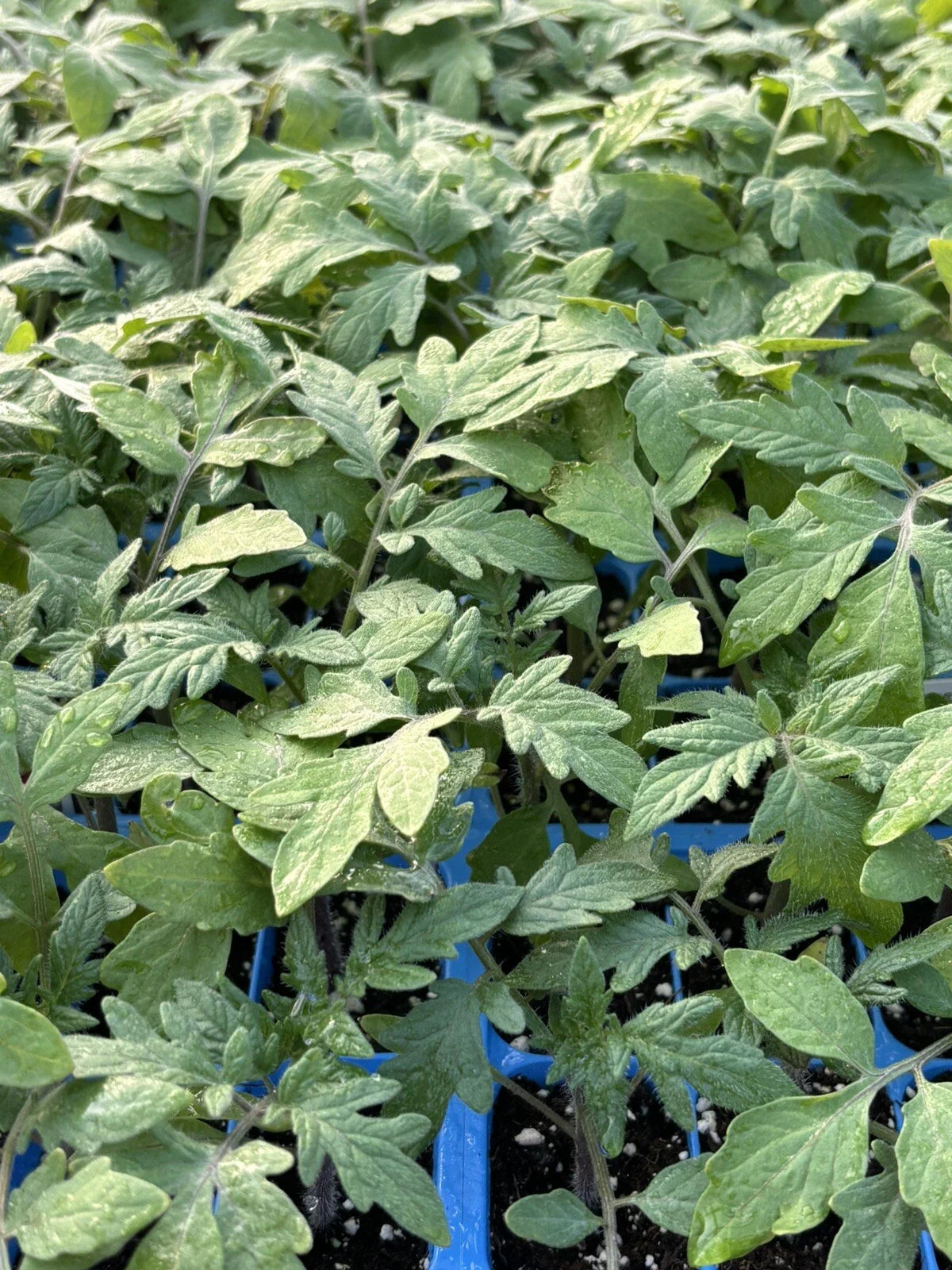 Big Beef Tomato Live Plants - Lot of 2 - 60+ Days Old - Solanum lycopersicum