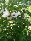 Set of 4 Rose of Sharon Plants 12-24 inches Mixed Colors (Hibiscus syriacus) 2-3 Years Old for Zones 5-9