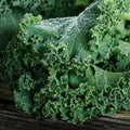 Kale Microgreens Seeds - Blue Curled Scotch Vates Heirloom - Non-GMO - 500 Seeds