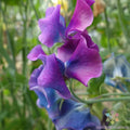 Blue Shift Sweet Pea Seeds - 50+ Pack for Garden Planting - Lathyrus odoratus - USA Grown, Non-GMO