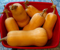 Butternut Squash Seeds - 50 Count - Heirloom Variety - Cucurbita moschata