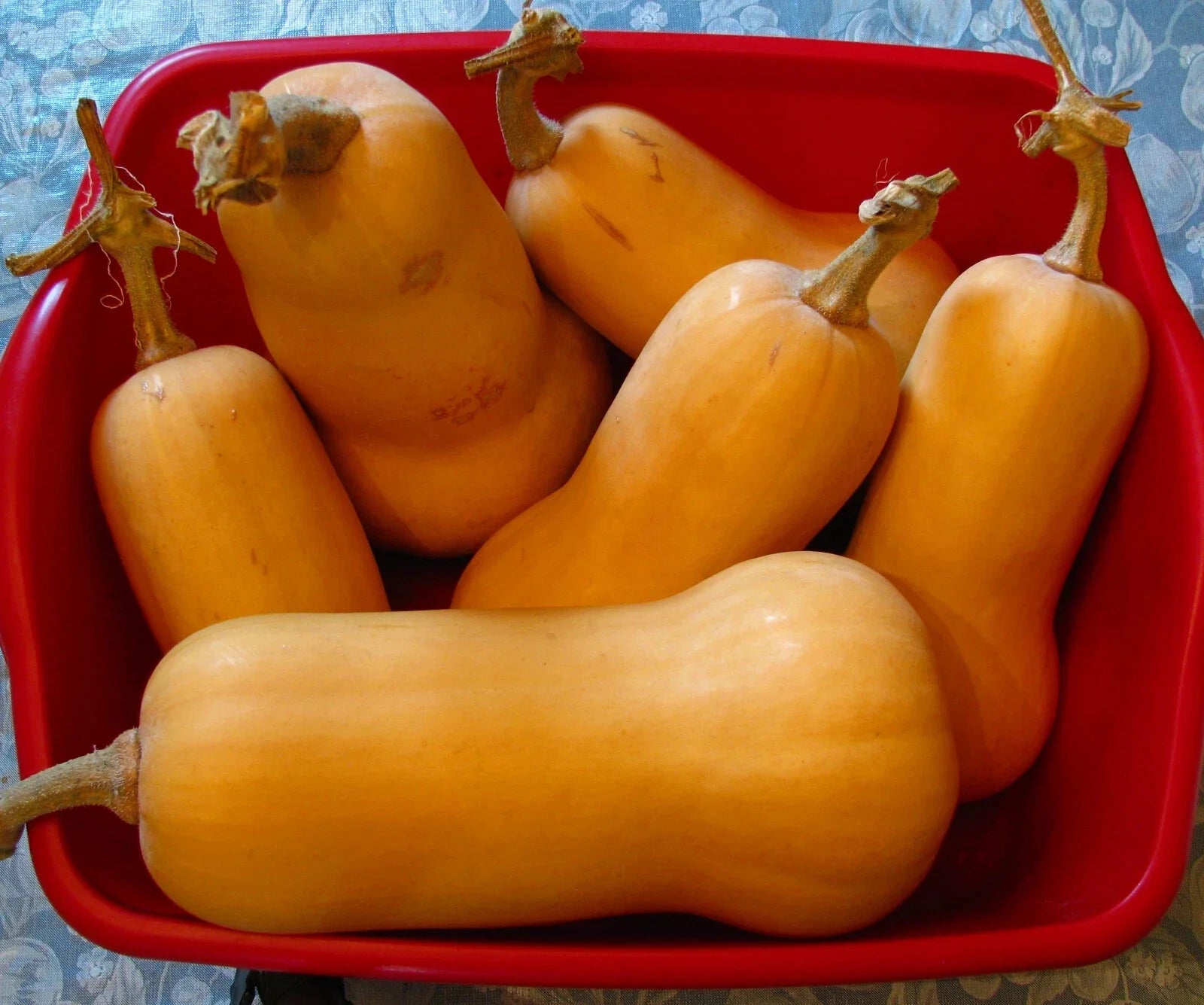Butternut Squash Seeds - 50 Count - Heirloom Variety - Cucurbita moschata
