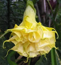Triple Yellow Angel Trumpet Seeds - Brugmansia Datura - 10 Flower Seeds for Garden Planting