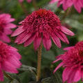 Watermelon Coneflower Seeds - 50 Perennial Echinacea Flower Seeds for Garden Planting - Vibrant Pink Blooms