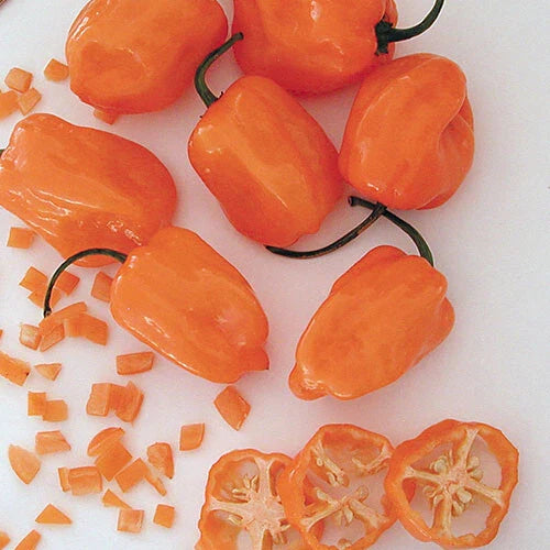 Orange Habanero Pepper Seeds | Heirloom Non-GMO Variety | Capsicum chinense | 1003