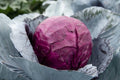 Red Acre Cabbage Seeds - Non-GMO Brassica Oleracea Variety - Heirloom Vegetable Seeds for Gardening