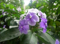 Purple Flowering Jasmine 15 Seeds - Jasminum spp.