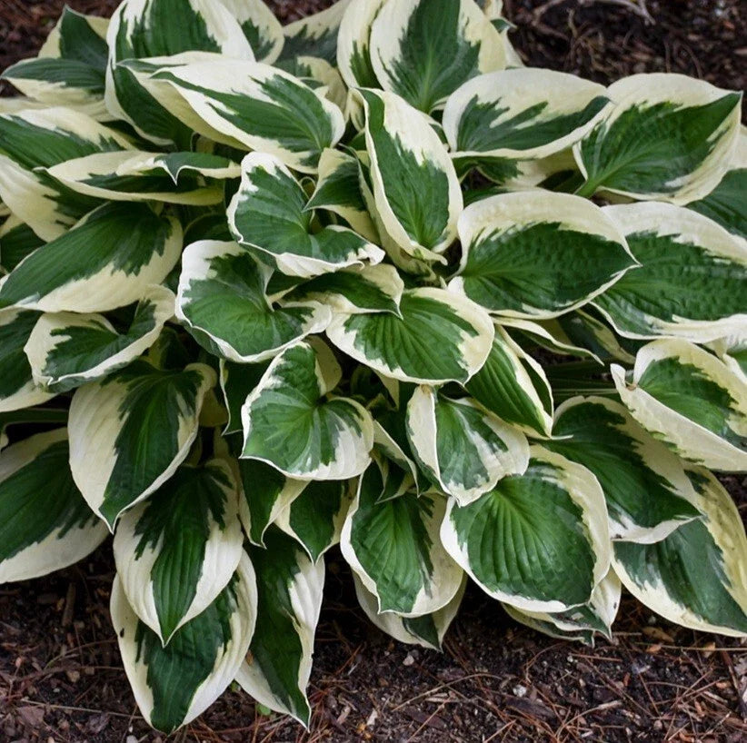 Hosta Patriot Bare Root Plants - Medium Clumping Perennial - Green & White Foliage - Shade Tolerant - Hosta plantaginea
