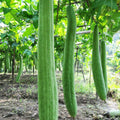 30pcs Super Long Luffa Gourd Seeds - Non-GMO Loofah Sponge Seeds (Luffa cylindrica) for Gardening and Home Use