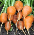 Parisian Carrot Seeds, Tonda di Parigi, Non-GMO, Heirloom Variety, Paris Market, Organic Gardening