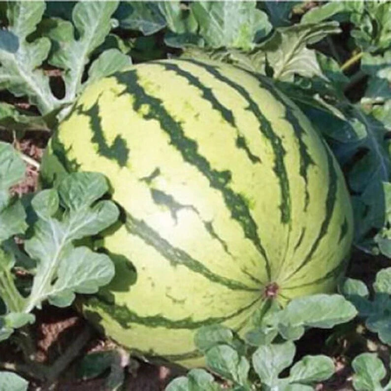 Dixie Queen Watermelon Seeds – 20 Organic Seeds – USA Grown – Free Shipping