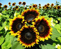 Pro Cut Bi-Color Sunflower Seeds - Fresh Sunflower Seed (Helianthus annuus) for Garden Planting