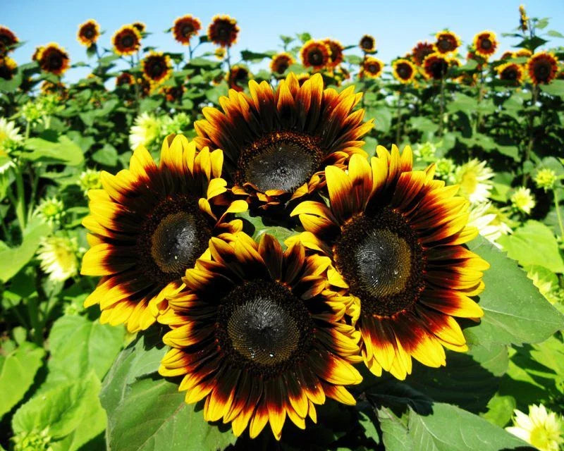 Pro Cut Bi-Color Sunflower Seeds - Fresh Sunflower Seed (Helianthus annuus) for Garden Planting