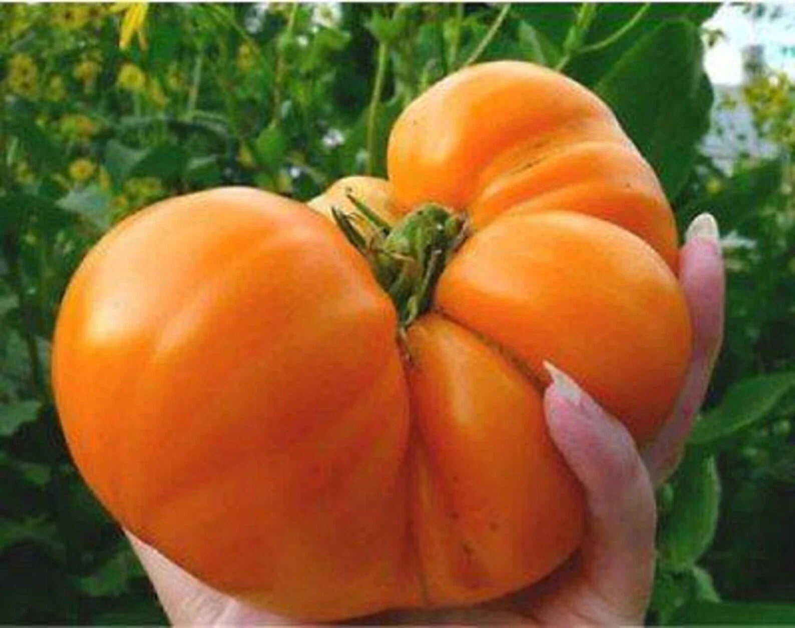 Amana Orange Tomato Seeds - 10+ Heirloom, Organic, Non-GMO - Rare Variety
