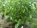 Pepper Seeds - Italian Sweet Pepperoncini - Capsicum annuum - Non-GMO, Heirloom Variety for Home Gardening