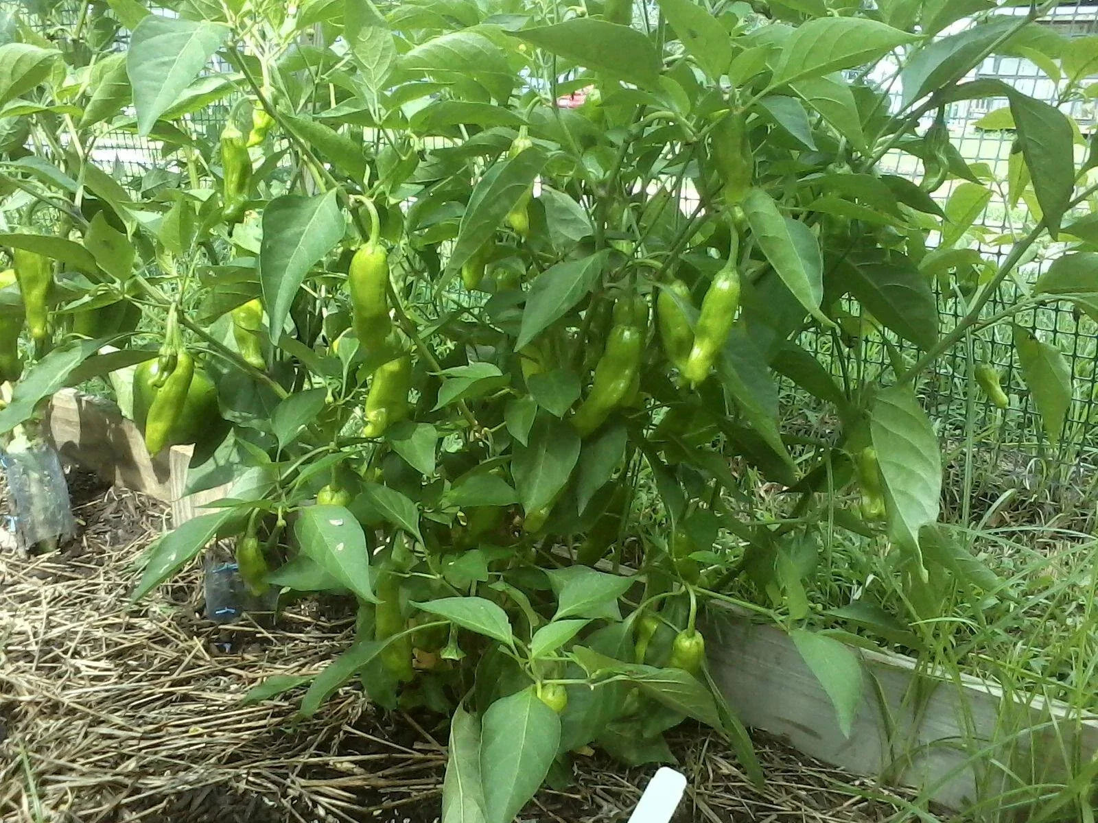 Pepper Seeds - Italian Sweet Pepperoncini - Capsicum annuum - Non-GMO, Heirloom Variety for Home Gardening