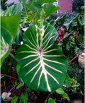 Colocasia esculenta Elephant Ear Plant - Small Rooted Starter - Pharaoh’s Dream - Tropical Foliage Plant