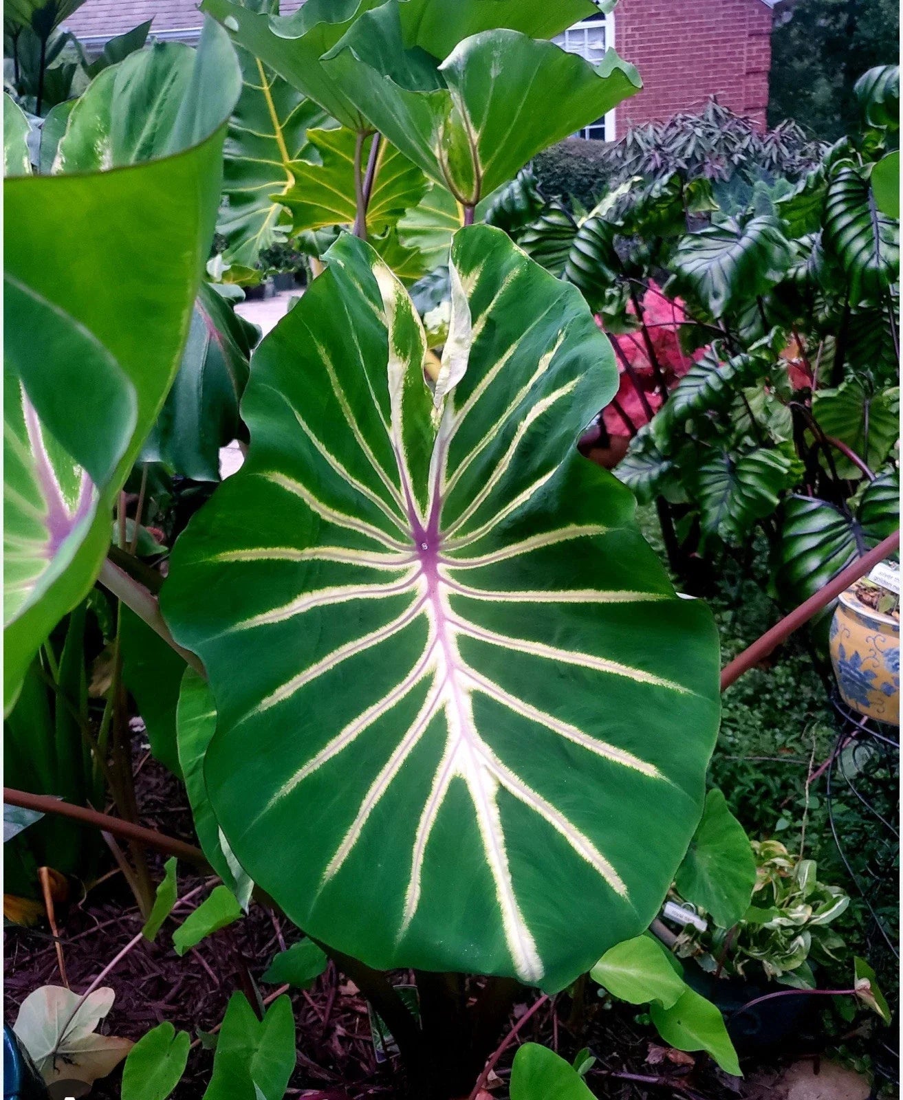 Colocasia esculenta Elephant Ear Plant - Small Rooted Starter - Pharaoh’s Dream - Tropical Foliage Plant