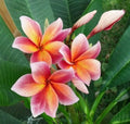 Plumeria Seeds - 5 Orange Pink Flower Lei Plants - Hawaiian Perennial Bloom - Frangipani