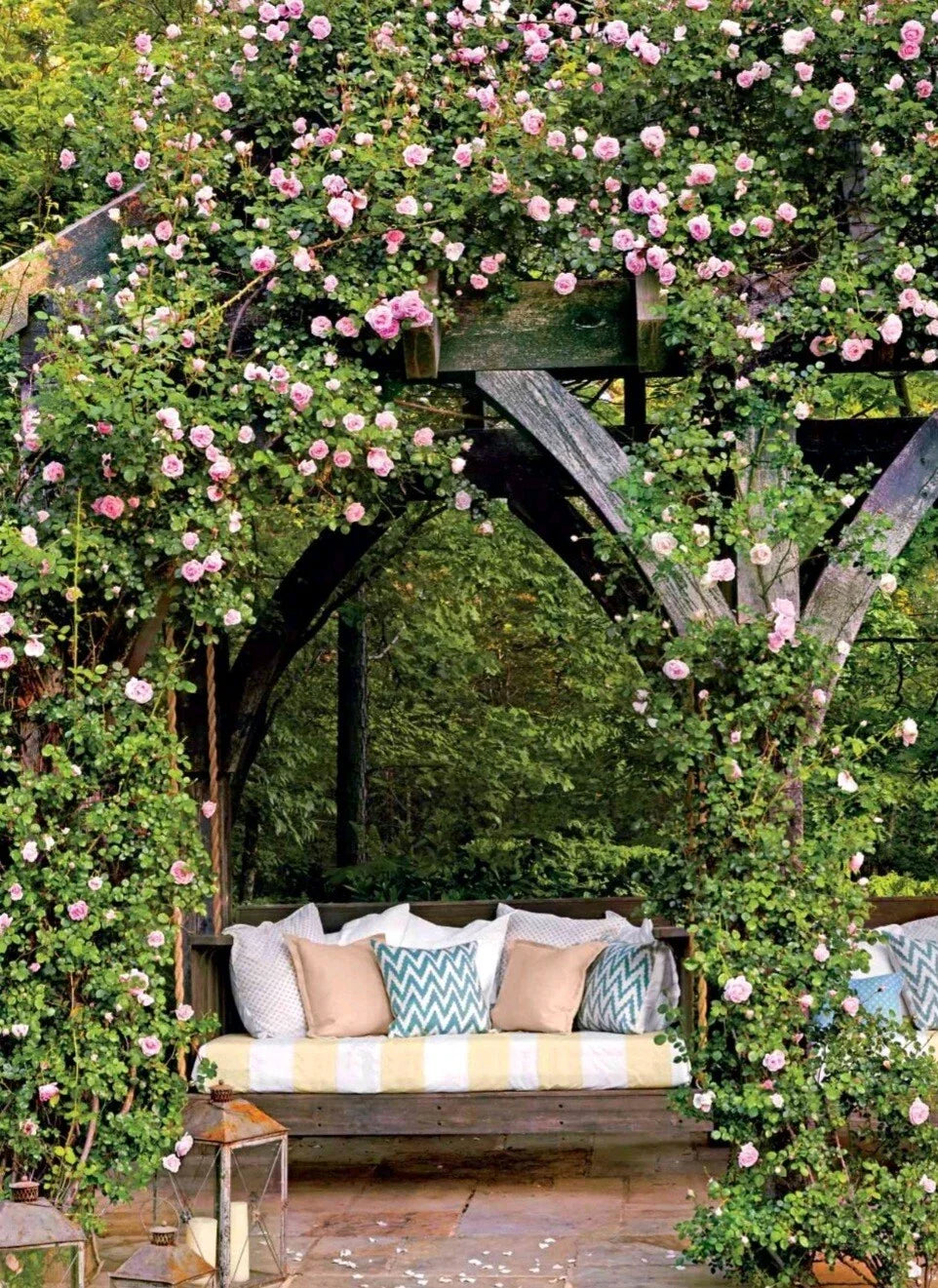 Wild Pink Climbing Rose Plant 6"-12" Bare Root Hardy Easy Care Rosa Rugosa