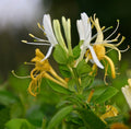 Halls Honeysuckle Cuttings, 5+ Cuttings, Fragrant White Flowers, Lonicera