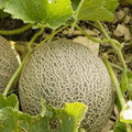 Muskmelon Seeds, 100 Non-GMO Edisto 47 Sweet Heirloom Variety, Cucumis melo