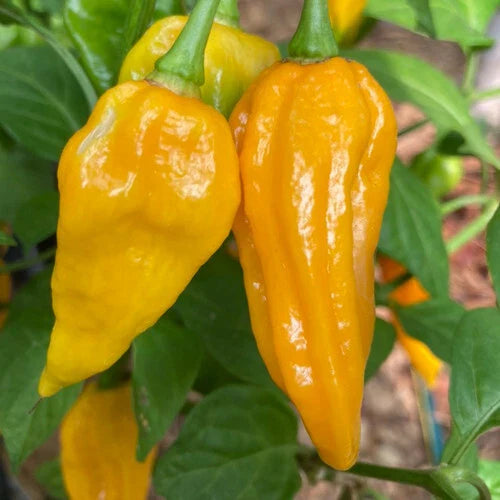 Fatalii Pepper Seeds - Heirloom Non-GMO Spicy Variety - Capsicum chinense - Seed Store