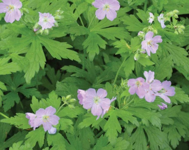 Cranesbill Wild Geranium Bare Roots - 10 Pack Wildflower Plants - Geranium maculatum