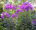 Tall Phlox Live Perennial Flowering Plants 16in+ Mixed Colors Phlox paniculata - Organic, Pesticide-Free, Bulk Pack (10+)