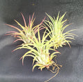 Tillandsia Ionantha Air Plants - Blushing Bride Bromeliads - Set of 3