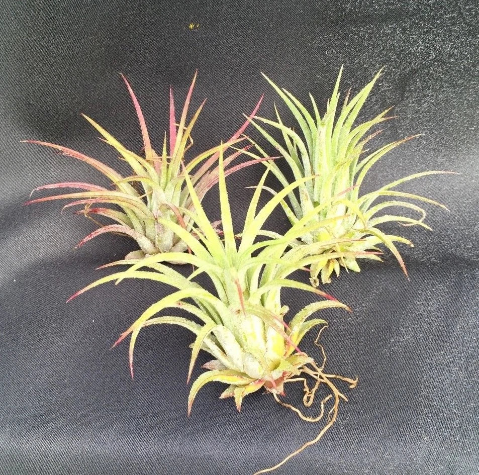 Tillandsia Ionantha Air Plants - Blushing Bride Bromeliads - Set of 3