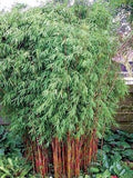 Red Dragon Bamboo - 50 Seeds - Clumping Privacy Plant - Shade Screen - Perfect for Gardens - US Seller