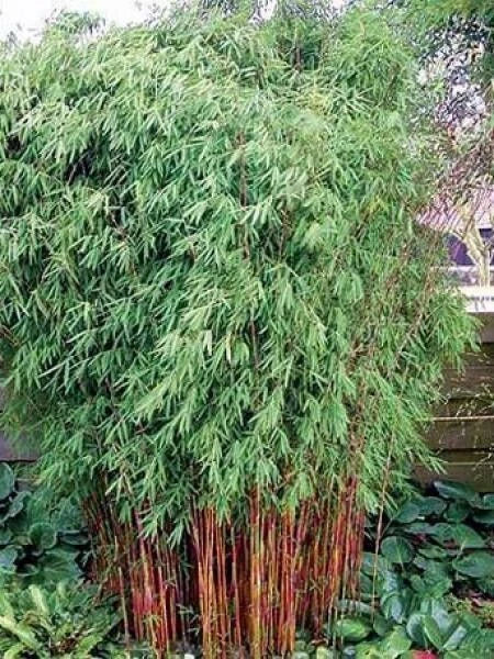 Red Dragon Bamboo - 50 Seeds - Clumping Privacy Plant - Shade Screen - Perfect for Gardens - US Seller