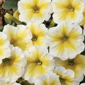 Petunia Seeds - 50 Yellow White Seeds for Containers, Hanging Baskets, Window Planters - Petunia x atkinsiana