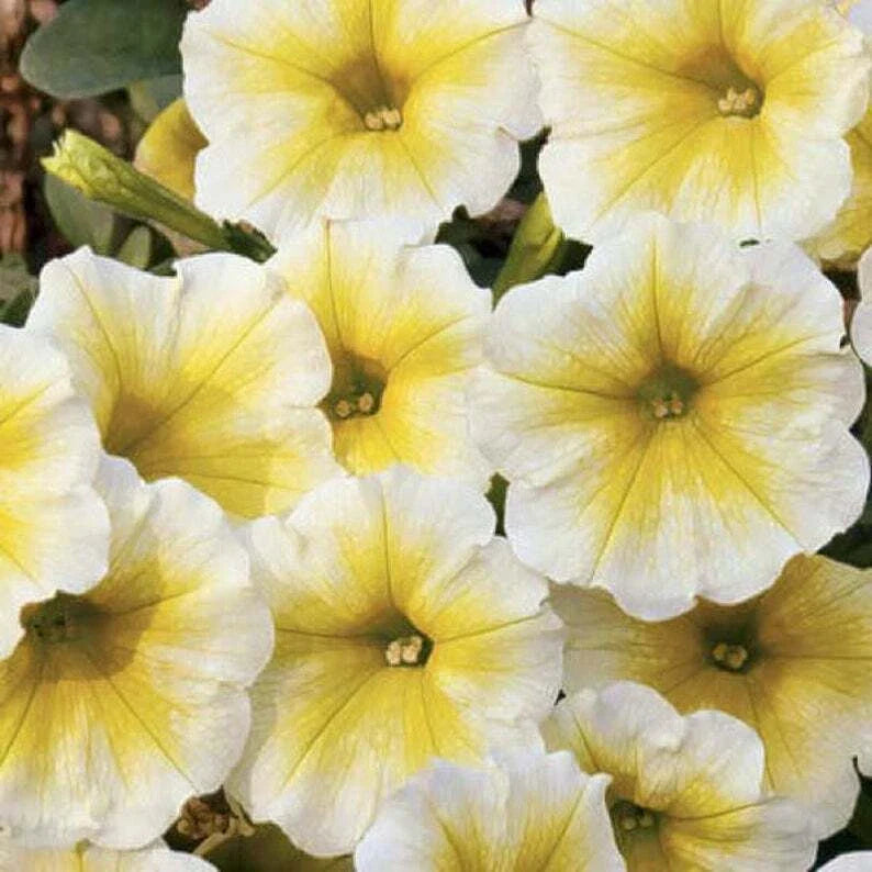 Petunia Seeds - 50 Yellow White Seeds for Containers, Hanging Baskets, Window Planters - Petunia x atkinsiana