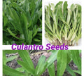 Culantro Seeds - 500+ Seeds for Planting - Fresh Culinary Herb - Eryngium foetidum