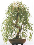 Weeping Willow Bonsai Tree Cutting - 4" Gold Bark, Vibrant Green Foliage - Salix babylonica