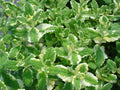 Pineapple Mint Seeds - 1000 Rare Medicinal Herb Seeds for Aromatic Gardens - Mentha suaveolens