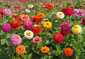 Bulk Zinnia 2000 Seeds - Heirloom Pumila Mix - Butterfly Dahlia Quality Wildflower - Zinnia elegans