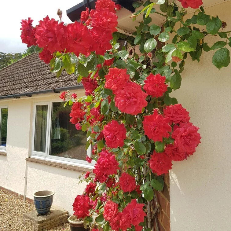 Climbing Rose Cuttings - The Prince's Trust Rose - English Legend - Rosa 'English Legend' Live Plant