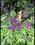 Live Bare Root Joe Pye Plant - Ironweed - Fast Growing Perennial Flowering Plant - Attracts Butterflies - Eupatorium purpureum