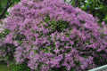 Old Fashion Lilac Bush – 9-14" Tall – Fragrant Purple Blooms – Syringa vulgaris – 5" Deep Pot